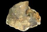 Agatized Fossil Coral Geode - Florida #187969-1